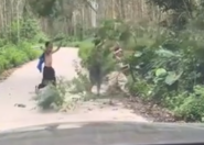 广西玉林4名小男孩合力挪走挡路树枝后腼腆地跑开 网友表示被治愈到了!！
